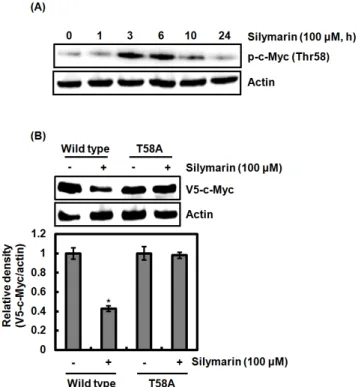 Fig. 3. Effect of silymarin on Thr58 phosphorylation of c-Myc and its contribution to c-Myc degradation