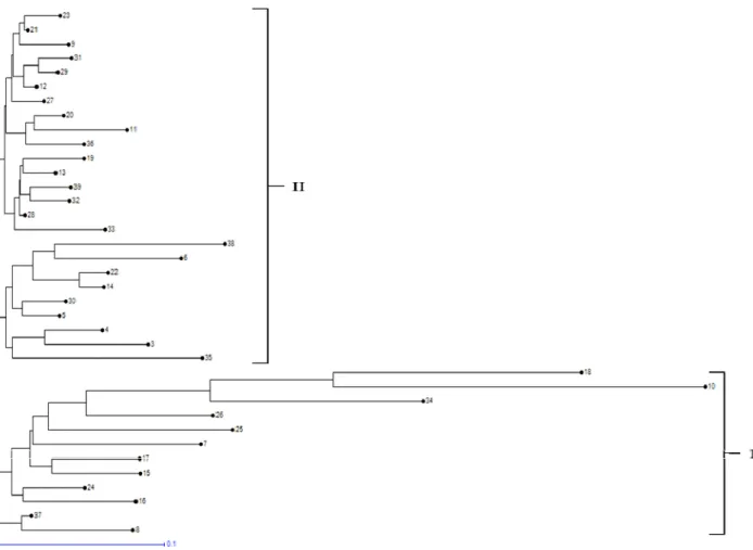 Fig. 3. Dendrogram representing the structure of genetic diversity observed among the 37 accessions of little millet by using 48  EST-SSR markers.