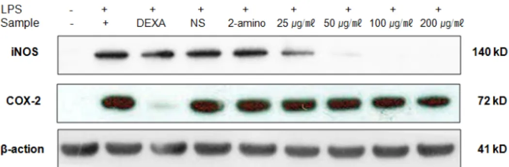 Fig. 2. Inhibitory effect of EtOAc fractions of  Amaranth seed on the protein level of iNOS in RAW 264.7 cells.