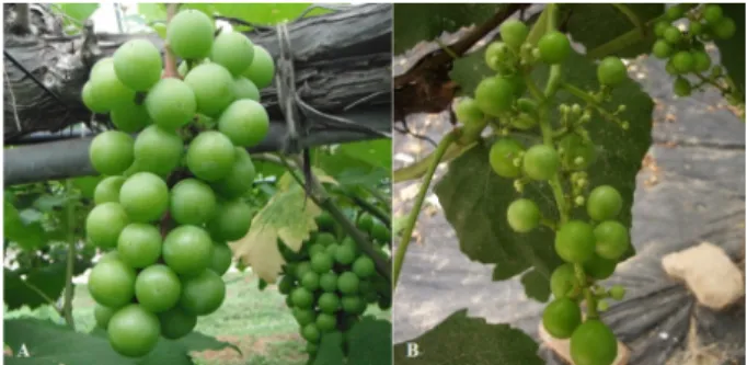 Fig. 2. Normal fruiting fruit of vine thinning treatment (A) and  fruit shattering fruit of control (B) in grapevines.