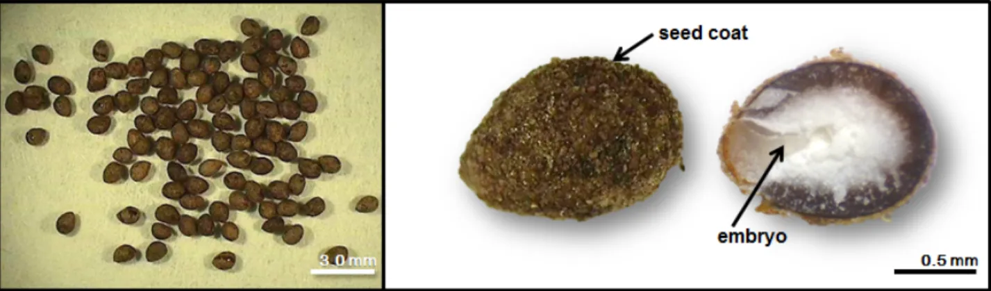 Fig. 1. Seed structure of  Saururus chinensis (Lour.) Baill. Exterior of 100 seeds (left) and longitudinal section of seed (right).