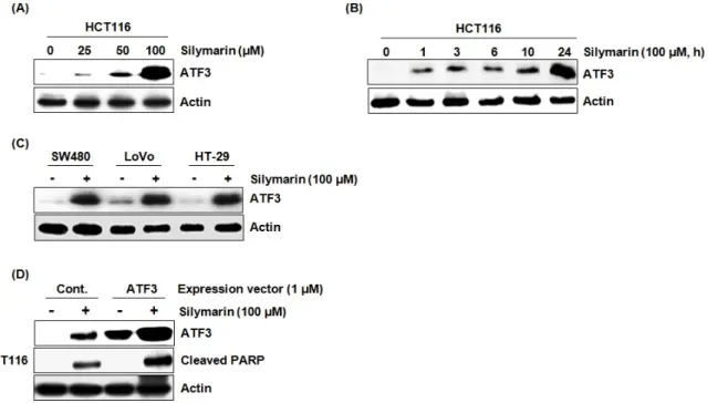 Fig. 2. Effect of ATF3 expression on silymarin-mediated apoptosis. (A) HCT116 cells were treated with silymarin at the indicated  concentrations for 24 h
