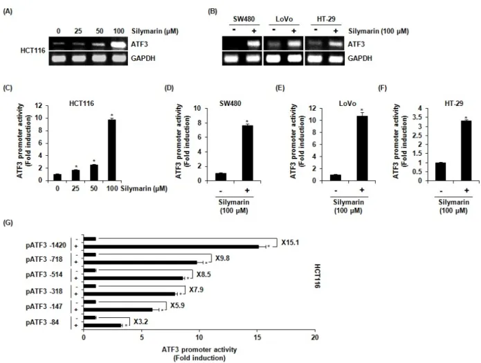 Fig. 3. Effect of silymarin on ATF3 transcriptional regulation. (A, B) HCT116, SW480, LoVo and HT-29 cells were treated with  silymarin at the indicated concentrations for 24 h