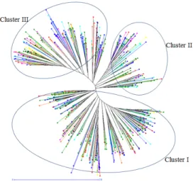 Fig. 1. Unweighted neighbor-joining dendrogram showing the  genetic relationships among six hundred and twenty-one  accessions of foxtail millet collected from different regions of  Korea