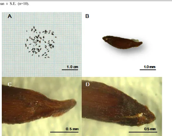 Fig. 1. Seed structure of  Astilbe koreana (Kom.) Nakai. Seed exterior of 100 (A) and 1 (B) seeds; Structural changes of seed coat  before (C) and after (D) imbibition