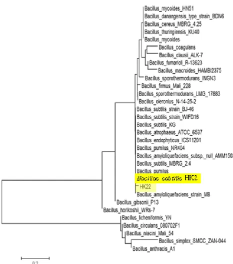Fig. 2. Phylogenetic position of HK2 within the genus  Bacillus. The branching pattern was generated by neighbor-joining tree  method