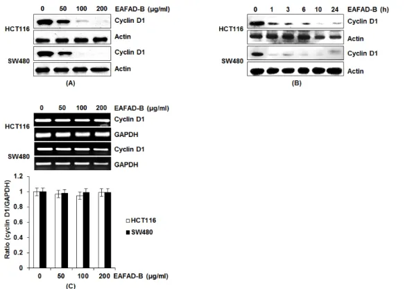 Fig. 1. Downregulation of cyclin D1 by EAFAD-B in HCT116 and SW480 cells. HCT116 and SW480 cells were plated overnight  and then exposure to EAFAD-B at the indicated concentrations for 24 h (A)