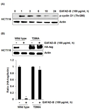 Fig. 3. Effect of cyclin D1 phosphorylation at threonine-286 on  EAFAD-B-mediated cyclin D1 proteasomal degradation