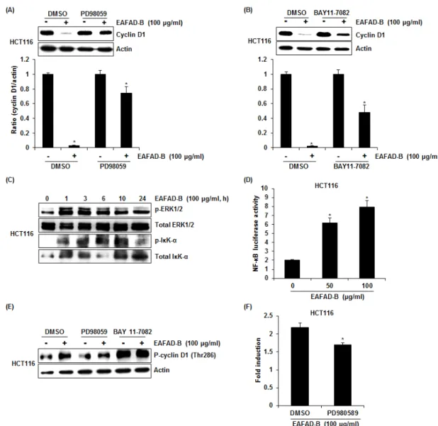 Fig. 4. Attenuation of EAFAD-B-mediated cyclin D1 proteasomal degradation by ERK1/2-dependent NF- κB activation