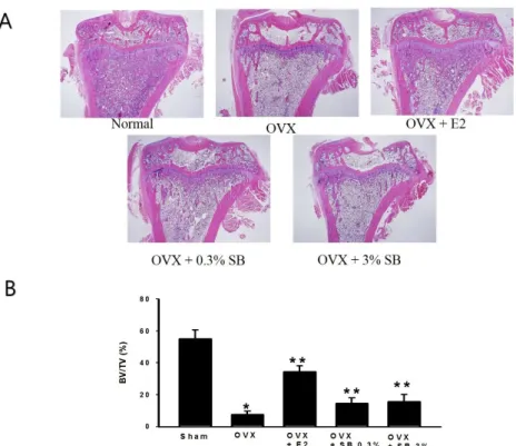 Fig. 2. Effects of safflower buds (SB) on femur H &amp; E staining (A) and BV/TV (B) in ovariectomized (OVX) rats