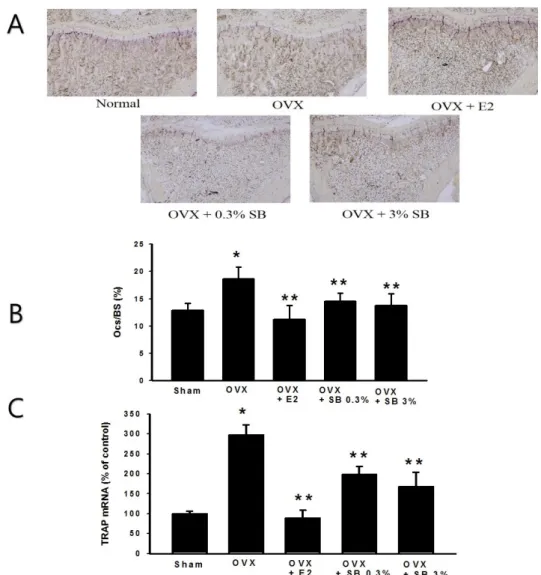 Fig. 4. Effects of safflower buds (SB) on femur TRAP immunohistochemistry (A), Ocs/BS (B) and TRAP mRNA (C) in  ovariectomized (OVX) rats