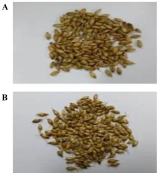 Fig. 1. Barley malts obtained at 24 hr (A)  and 72 hr ( B) malting.