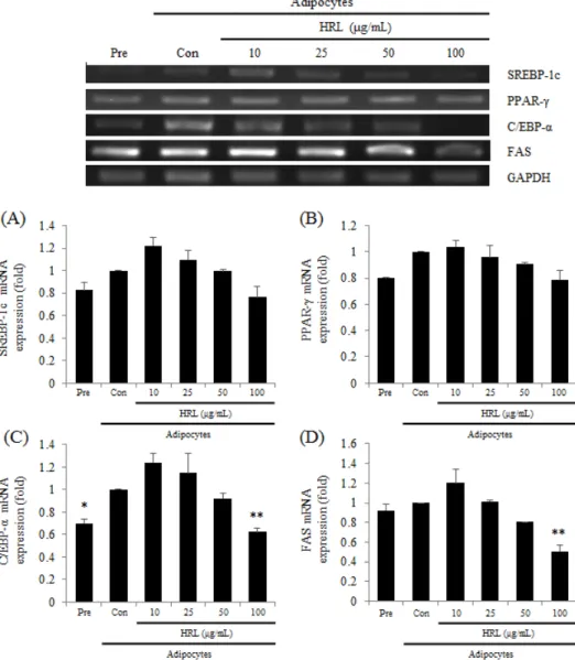 Fig. 3. Effects of HRL (extract of Hippophae rhamnoides L. leaves) on adipogenic genes expression in 3T3-L1 cells