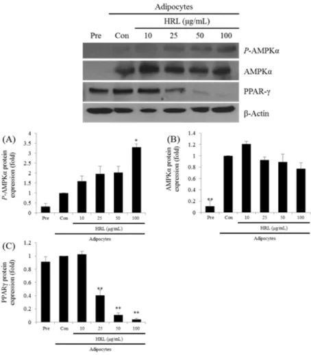 Fig. 4. Effects of HRL (extract of Hippophae rhamnoides L. leaves) on adipogenic protein expression in 3T3-L1 cells