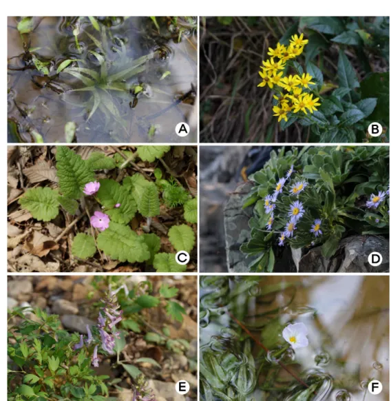 Fig. 3. Notable examples of the plants in Yeongheungdo Island area. A: Blyxa aubertii Rich., B: Senecio nemorensis L., C: Primula  sieboldii E