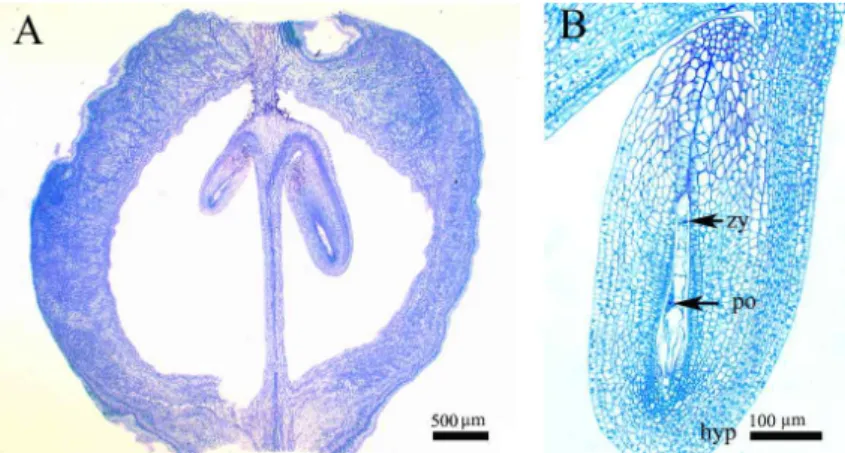 Fig. 1. Longitudinal section (LS) of young fruit of A. distichum. (A) LS of young fruit with two pendulous ovule