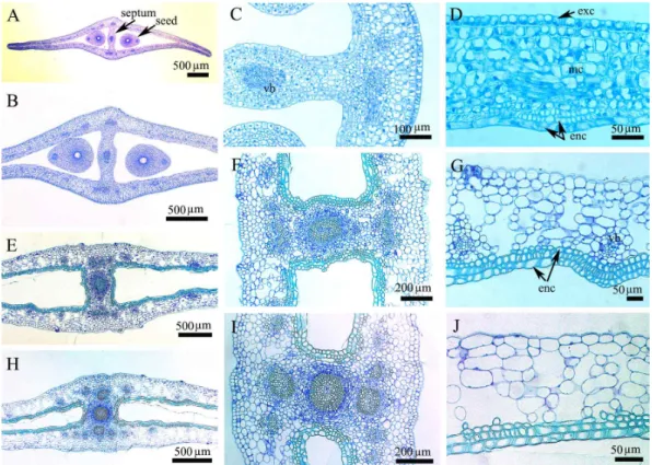 Fig. 3. Transverse section (TS) of fruit of A. distichum at different developmental stages