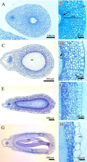 Fig.  4.  Transverse  section  (TS)  of  seed  of  A.  distichum  at  different developmental stages