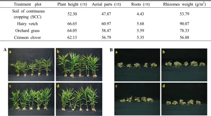 Table 5. Growth and yield characteristics of ginger after treatment green manure crops in soil 