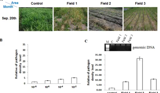 Fig. 2. Density analysis of P. myriotylum in ginger cultivation  A; Soil of ginger cultivation, B; Standard pathogen density C; genomic  DNA and realtime PCR analysis.