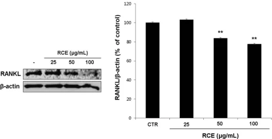 Fig. 3. Effects of RCE on the expression of RANKL in MG-63 cells. Cells were incubated with RCE (25, 50, and 100 ㎍/㎖) for 4  days and cell lysates were prepared and subjected to Western blot analysis with respective antibodies