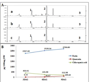 Fig. 4. HPLC chromatogram (A) and quantitation of rutin,  quercetin and chlorogenic acid (B) of rice type tartary  buckwheat seedlings harvested in different days