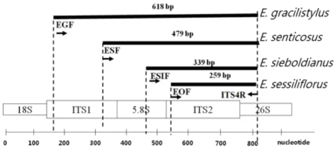 Fig. 2. Schematic diagrams of the primers used in multiplex  PCR.