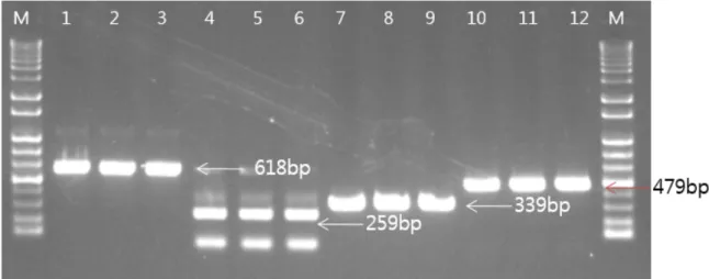 Fig. 3. The neighbor-joining tree of species in genus  Eleutherococcus by ITS sequences.