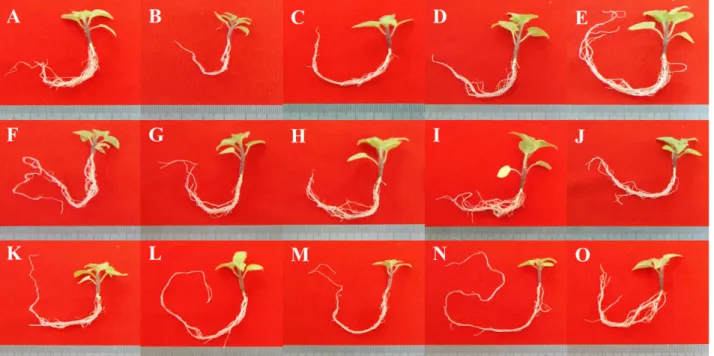 Fig. 1. Effects of seed storage method and GA 3  application on the seedling quality of S