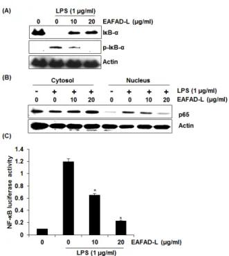 Fig. 2. Effect of EAFAD-L on iNOS expression in LPS-  stimulated RAW264.7 cells. For Western blot (A), cells were  pre-treated with indicated concentrations of EAFAD-L for 2 h  and then co-treated with LPS (1 μg/mL) for an additional 15 h