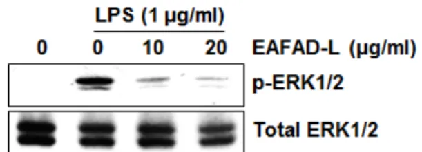 Fig. 4. Effect of EAFAD-L on phosphorylation of ERK1/2 in  LPS-stimulated RAW264.7 cells