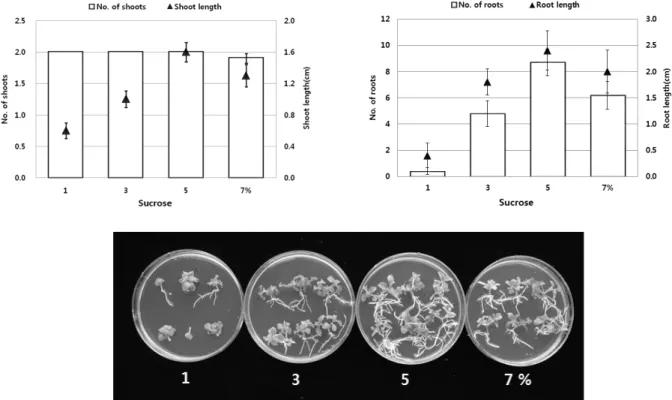 Fig. 3. Effect of sucrose concentration on shoot and adventitious root formation from node of Platycodon grandiflorum (Jacq.) A