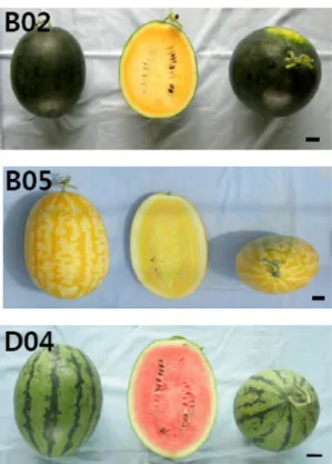 Fig. 1. Difference of pericap and flesh color and shape on fruit  of watermelon breeding lines ‘B02’, ‘B05’ and ‘D04’ (Scale  bar=1㎝)