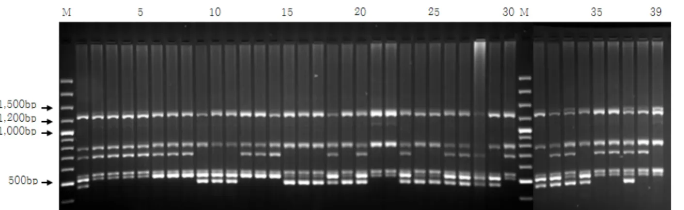 Fig. 3. Example of I-SSR profiles, amplified by UBC primer #840. “M” denotes DNA size marker of 100bp ladder.
