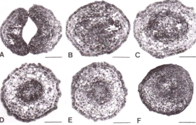 Fig, 2. Transverse sections of somatic embryo with fused  cotyledons in tissue cultures of Cucumis melo L