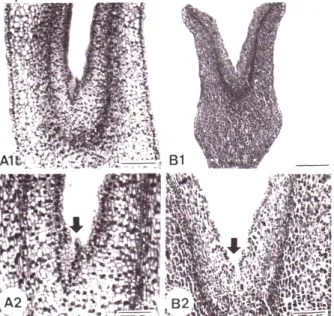 Fig. 3. Longitudinal sections of somatic embryos with struc- struc-turally abnormal cotyledons formed from the tissue cultures  of  Cucumis melo L