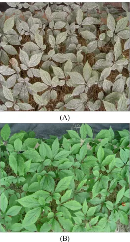 Fig. 2. Changes of photosynthesis as affected by the day after  spraying   Lime - Bordeaux  mixture.