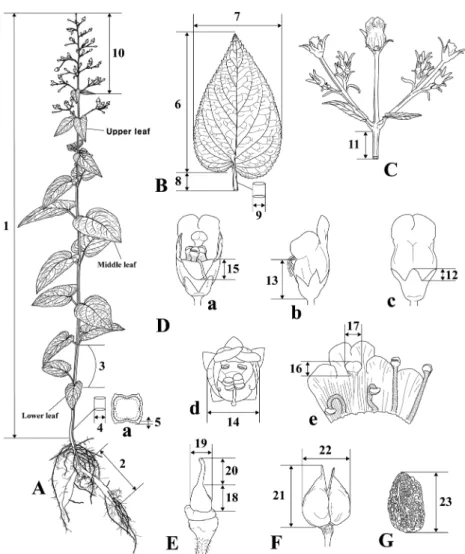 Fig. 1. Morphological characteristics measured in the study (adopted from Jang et al., 2011)