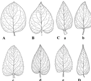 Fig. 2. Variations of stem cross-section shapes in Korean  Scrophularia. A. S. alata, B
