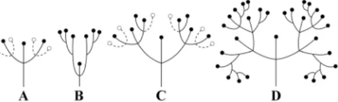 Fig. 5. Variations of cyme branching patterns in Korean  Scrophularia. A. simple or di-cyme (S