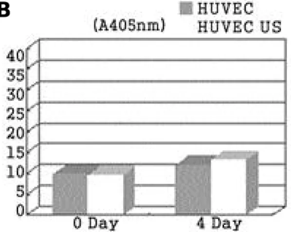 Fig. 2. Effect of low intensity ultrasound on alkaline phosphatase activity in SaOS-2 cell line, HUVEC, and Co-culture