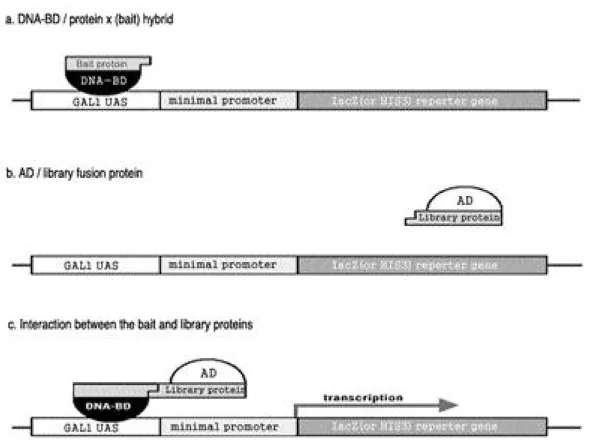 Fig. 1. Schematic diagram of the MATCHMAKER Gal4-based two-hybrid systems(Clontech). The DNA-BD is a DNA-binding domain that corresponds to amino acid 1-147 of the yeast Gal4 protein, which binds to the Gal1 UAS upstream of the reporter gene