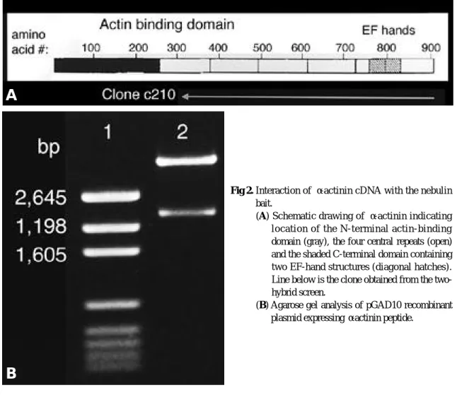 Fig 2. Interaction of  α -actinin cDNA with the nebulin bait. 