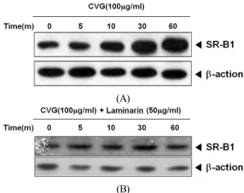 Fig 1. Effects of β-glucan from C. versicolor (CVG) on SR-B1  expression in RAW264.7 cells