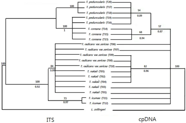 Fig. 1. Maximum parsimony analysis based on the analysis of nrDNA (left) and cpDNA (right) of Trigonotis species as a topological  constraint and L.zolligeri as an outgroup