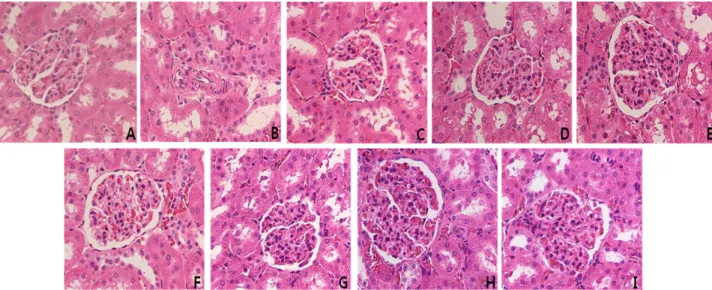 Fig. 3. A-D: Histological appearances of the kidney tissue in rat. (Hematoxylin and eosin, x400)
