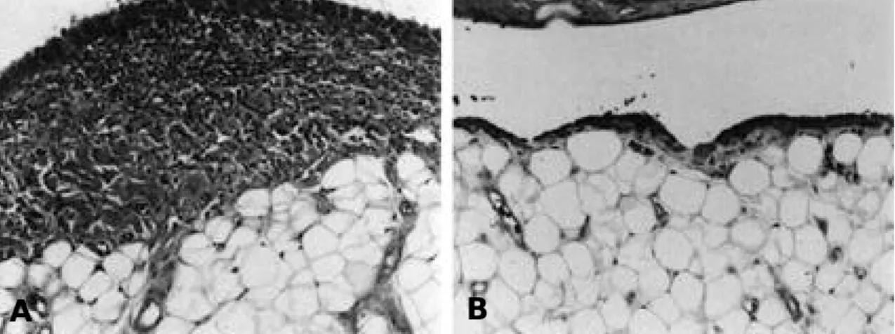 Fig. 8. Histopathologic changes of inflammatory infiltration at 2 weeks after methotrexate administration