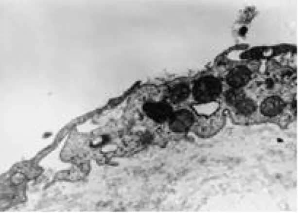 Fig. 10. Histopathologic changes of synovium. 20mg group was showed synoviocytes with residual body at 8 weeks