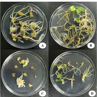 Table 3. Effect of PGRs on in vitro organ formation from stem explant on MS media PGRs Concentrations  (mg/L) Callus formation (%) Root formation (%) RootNo