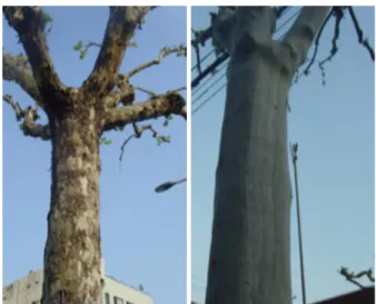 Fig. 1. P. occidentalis with general bark (left) and White bark  (right).